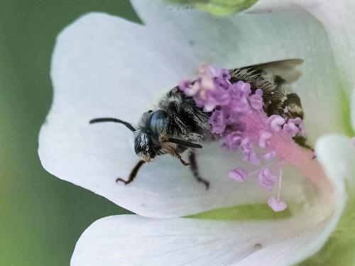 Tetraloniella nana
