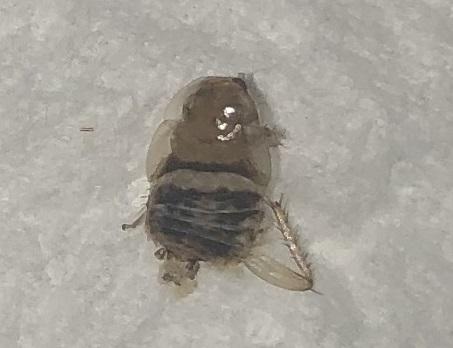 Planuncus vinzi