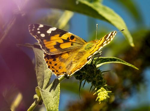 Réf. 289 923 : Vanessa cardui