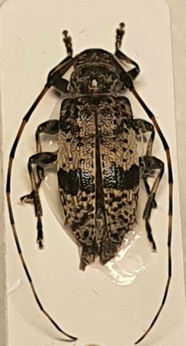 Réf. 289 084 : Leiopus sp.