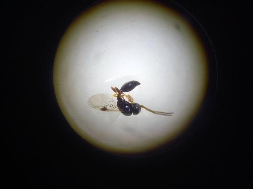 Helorus sp.