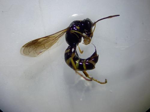 Réf. 289 270 : Gorytes sp.