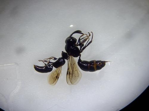 Réf. 289 271 : Pemphredoninae inconnu