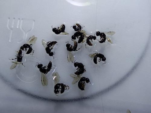 Crossocerus sp.