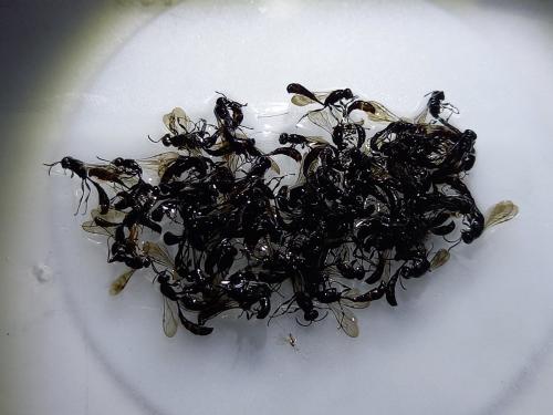 Trypoxylon sp.
