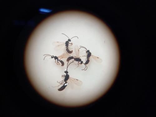 Ponerinae