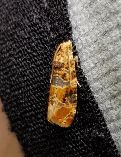 Réf. 289 507 : Lobesia sp.