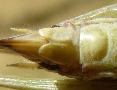 Réf. 289 744 : Platycleis albopunctata albopunctata