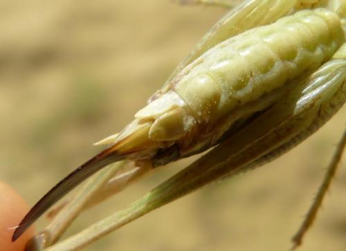 Réf. 289 754 : Platycleis albopunctata albopunctata