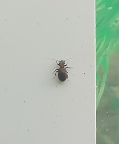 Lepinotus sp.