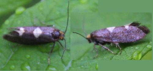 Réf. 289 933 : Incurvaria masculella