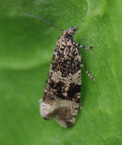 Celypha lacunana