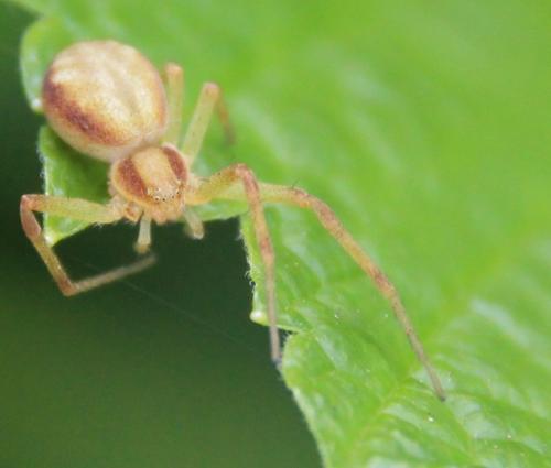 Philodromus sp.