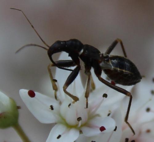 Réf. 289 482 : Himacerus mirmicoides