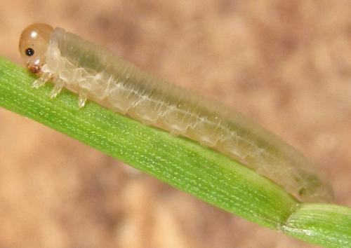 Réf. 289 227 : Eutomostethus luteiventris