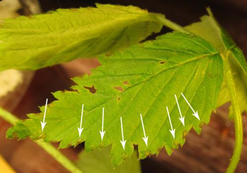 Arge gracilicornis