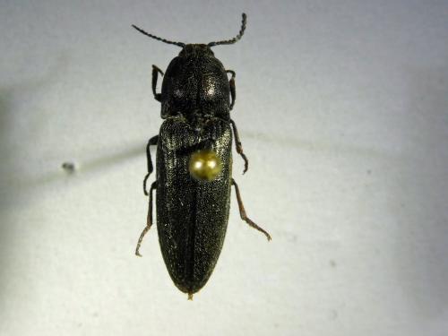 Cidnopus pilosus