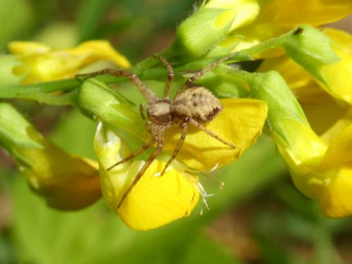Philodromus sp.