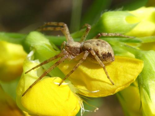 Philodromus sp.