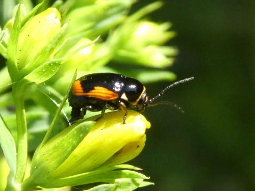 Réf. 289 735 : Cryptocephalus moraei