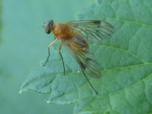 Chrysopilus laetus