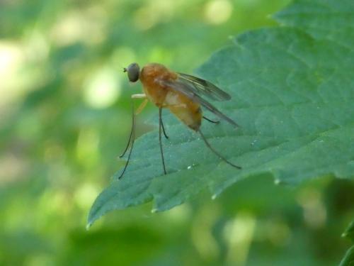 Chrysopilus laetus