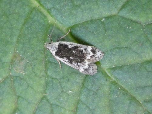 Anacampsis blattariella