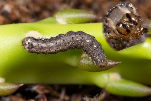 Réf. 289 819 : Peridroma saucia