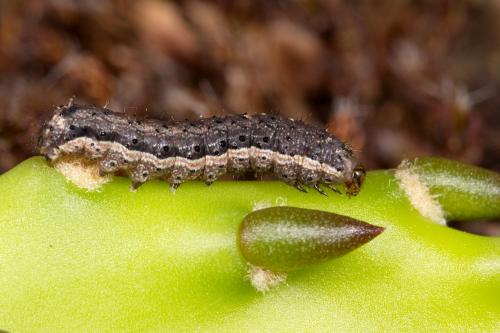 Réf. 289 818 : Peridroma saucia