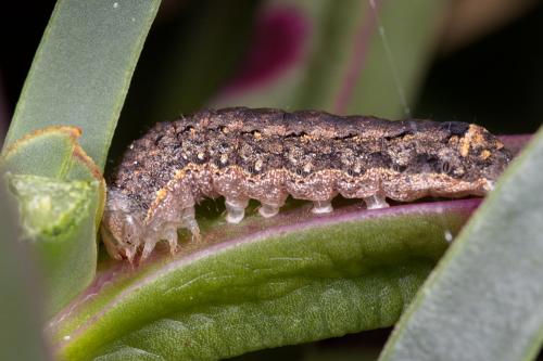 Réf. 289 820 : Peridroma saucia