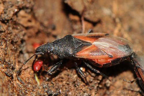 Réf. 289 538 : Oxycarenus lavaterae