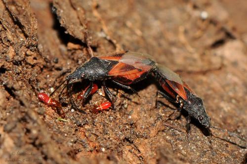 Réf. 289 537 : Oxycarenus lavaterae