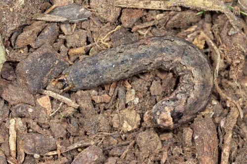Réf. 289 822 : Peridroma saucia