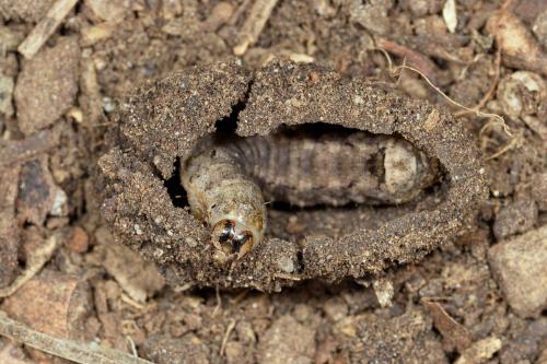 Réf. 289 823 : Peridroma saucia