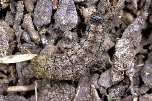 Réf. 289 824 : Peridroma saucia