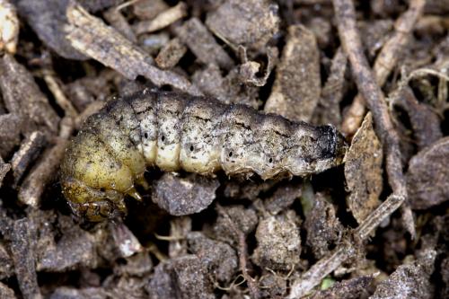 Réf. 289 825 : Peridroma saucia