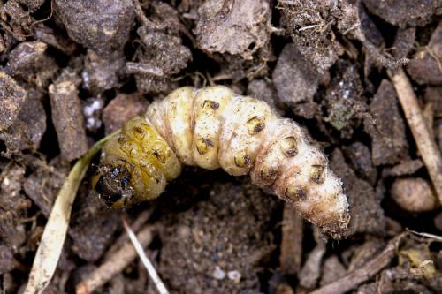 Réf. 289 826 : Peridroma saucia