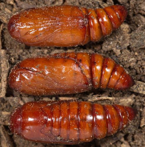Réf. 289 827 : Peridroma saucia