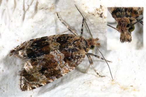 Celypha cespitana