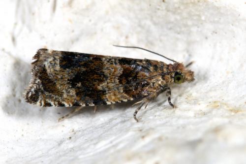 Celypha cespitana