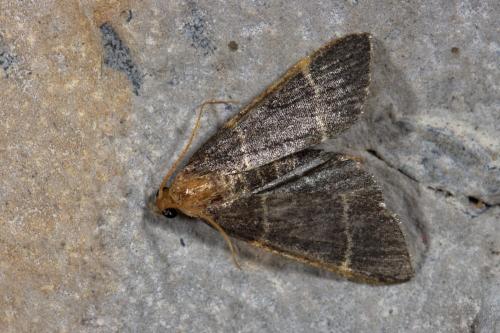 Hypsopygia glaucinalis