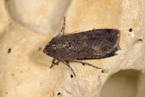 Réf. 289 828 : Peridroma saucia