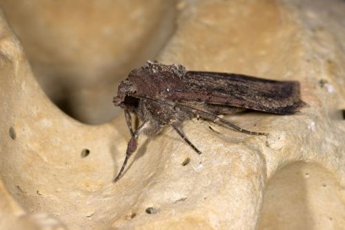 Réf. 289 829 : Peridroma saucia