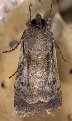Réf. 289 830 : Peridroma saucia