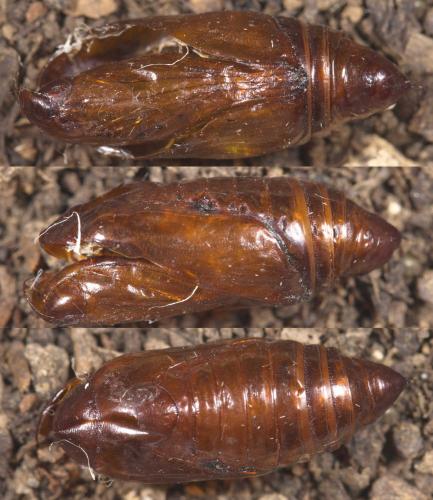 Réf. 289 831 : Peridroma saucia