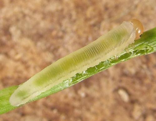 Eutomostethus luteiventris
