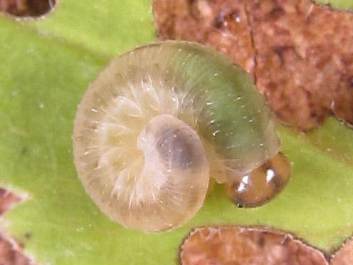 Réf. 289 630 : Tenthredo campestris