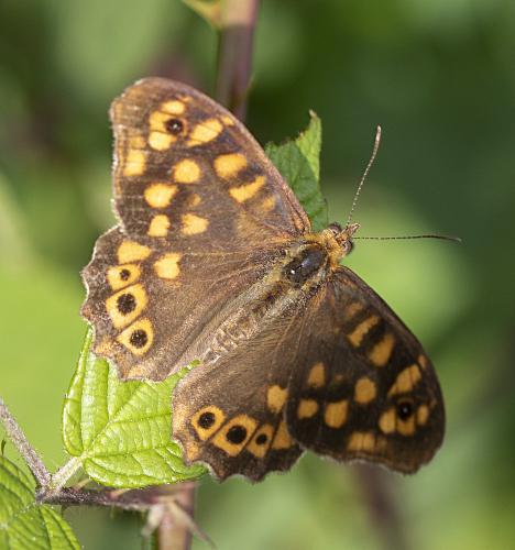 Pararge aegeria