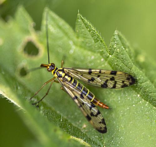 Panorpa germanica