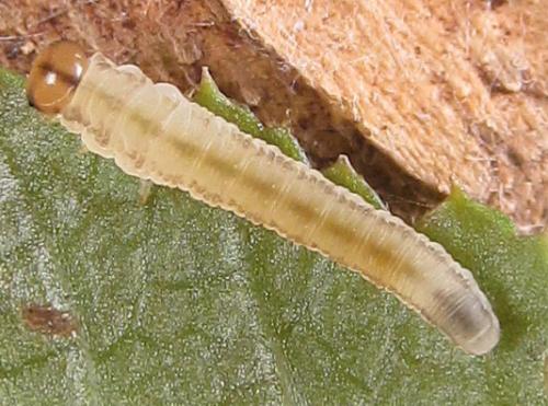 Réf. 289 631 : Tenthredo campestris